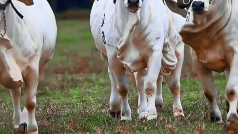 Heavy brahman bulls