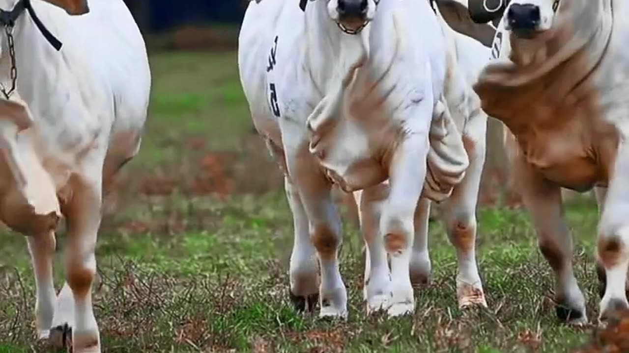 Heavy brahman bulls