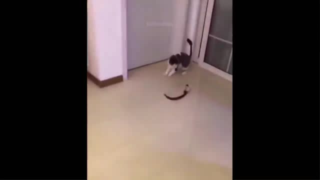 Funny video about cute cats