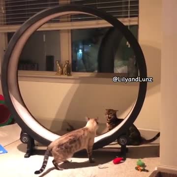 cats running on the roller