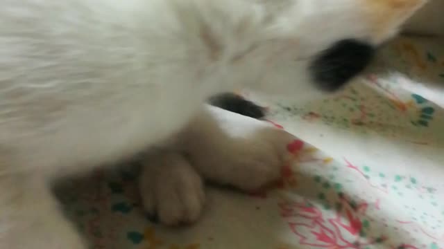 Sofi Kitten Camera Time