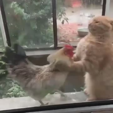 Boxing chicken vs cat
