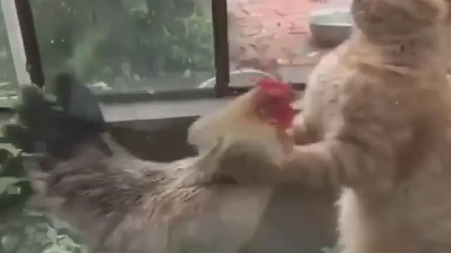 Boxing chicken vs cat