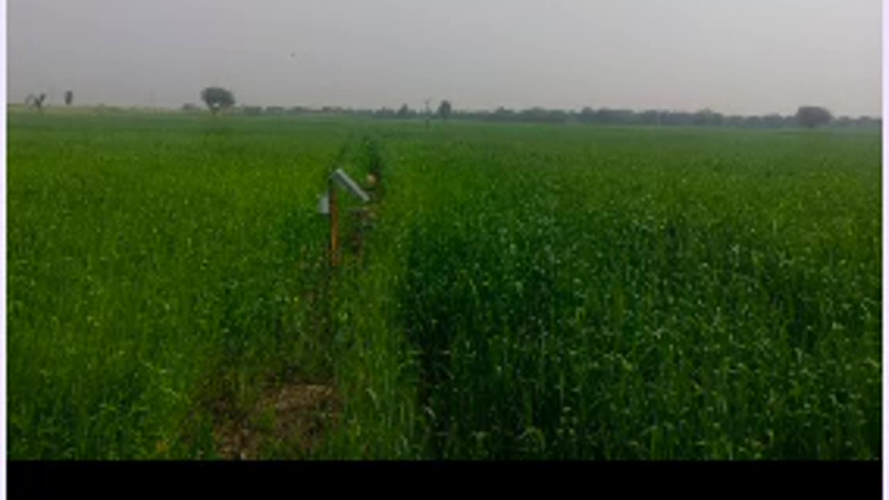 100 acres Wheat in Sindh مَا شَاءَ ٱللَّٰهُ