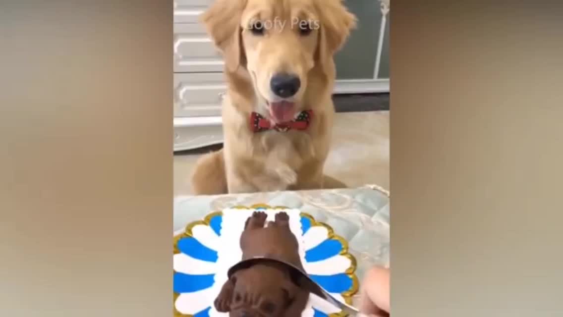 Funny Dog Cake Reaction Compilation