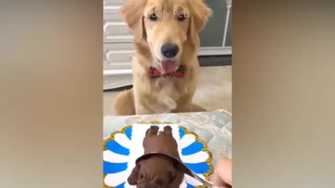 Funny Dog Cake Reaction Compilation