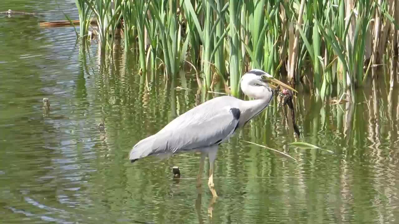 Blauwe reiger vangt kikker / Grey heron catch frog