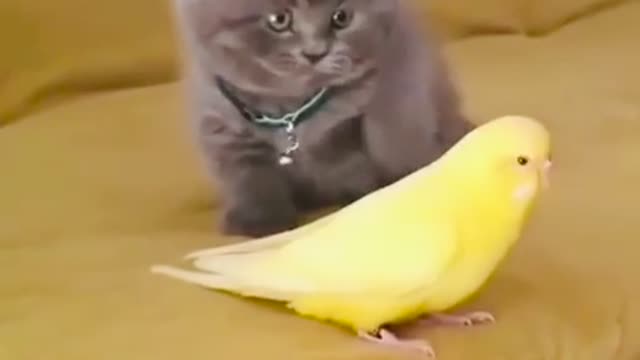 Kitten calls her friend Parrot | Cute Scene