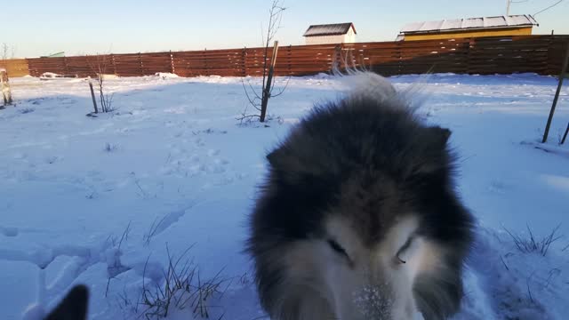 Husky plays while he's running