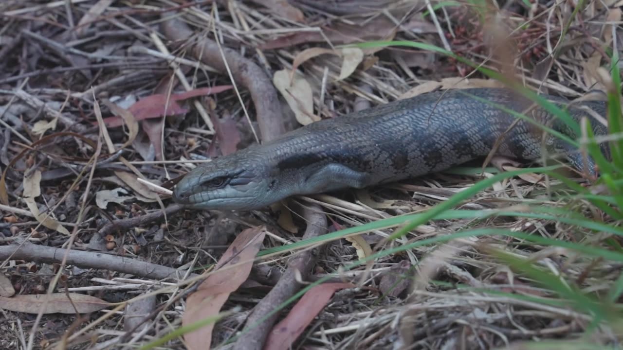 A Lizard Crawling on A Grass