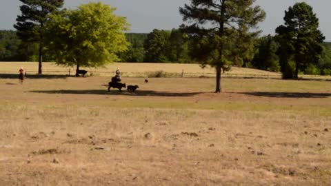 Gathering Bulls on Young Horse