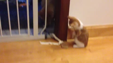 Shiba wants kitty very interest video