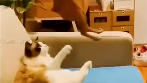 Funniest Cats and Dogs Video🐕🐈 Funny animal video Try not to laugh #19