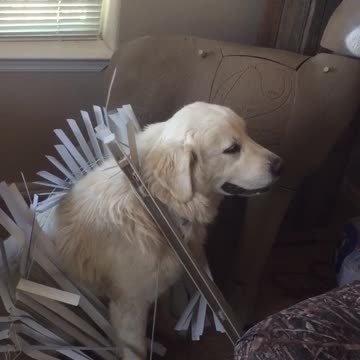 Woman Confronts Guilty Dog Who Pulled Down Window Blinds