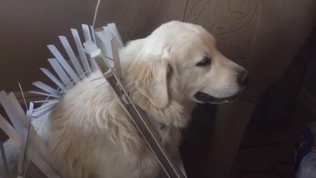 Woman Confronts Guilty Dog Who Pulled Down Window Blinds