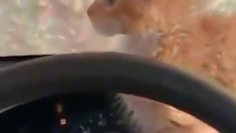 Funny Animal - Pilot cat confused by the car wash