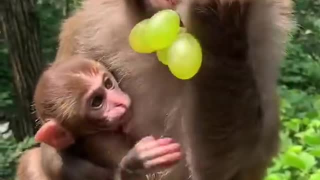 Feeding Monkey......