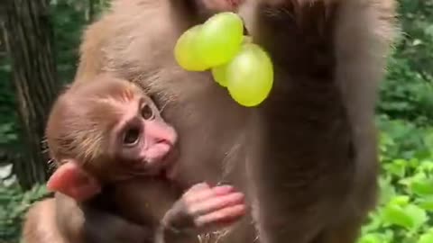 Feeding Monkey......