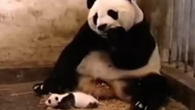 Try Not To Laugh or Grin While Watching Funny Animals Compilation 2021