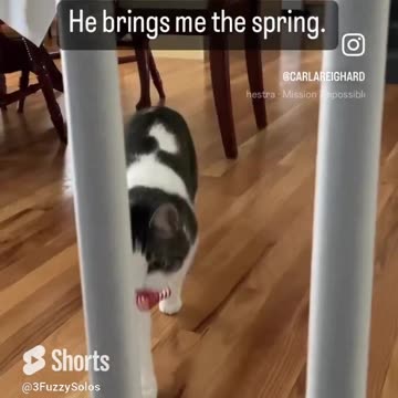 Cat plays fetch