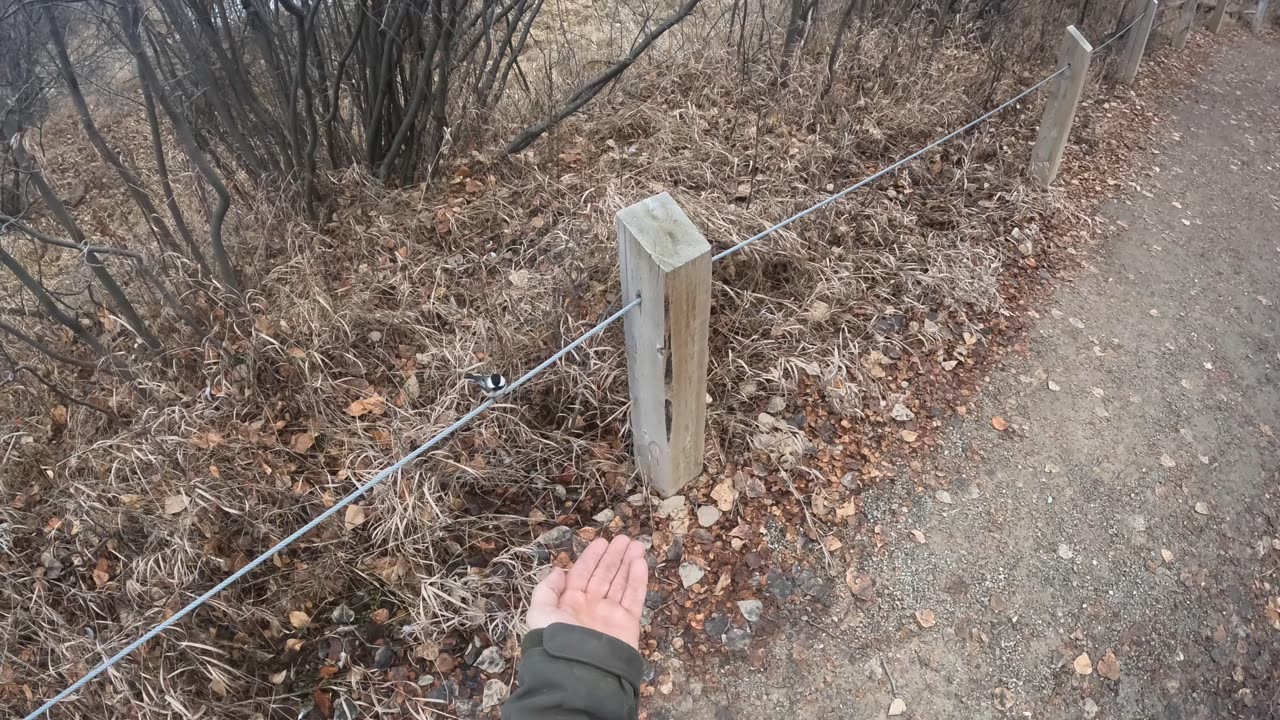 Chickadee lands on my hand