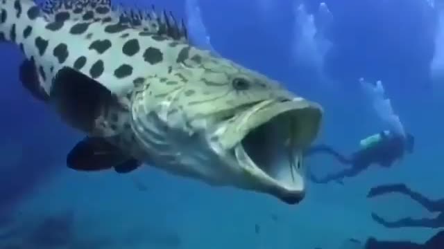 This is a beautiful and charming water-dwelling species