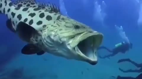 This is a beautiful and charming water-dwelling species