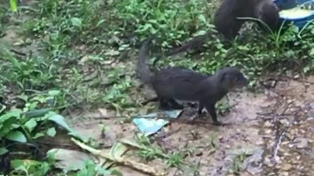 TWO LITTLE SIBLINGS OF SQUIRRELS HAVING FUN TIME