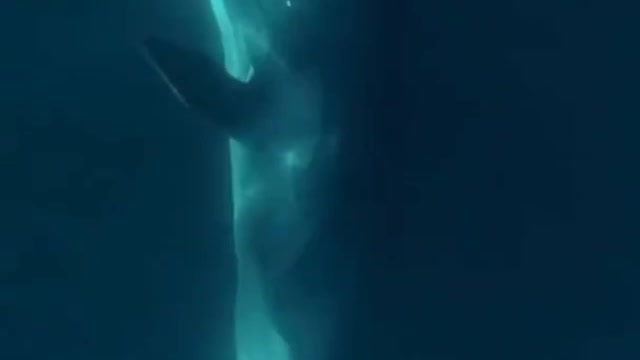 Whale and Dolphins