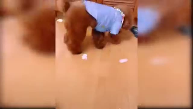 Baby Dogs - Cute and Funny Dog Videos