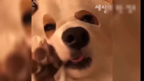 Cute dog - #1
