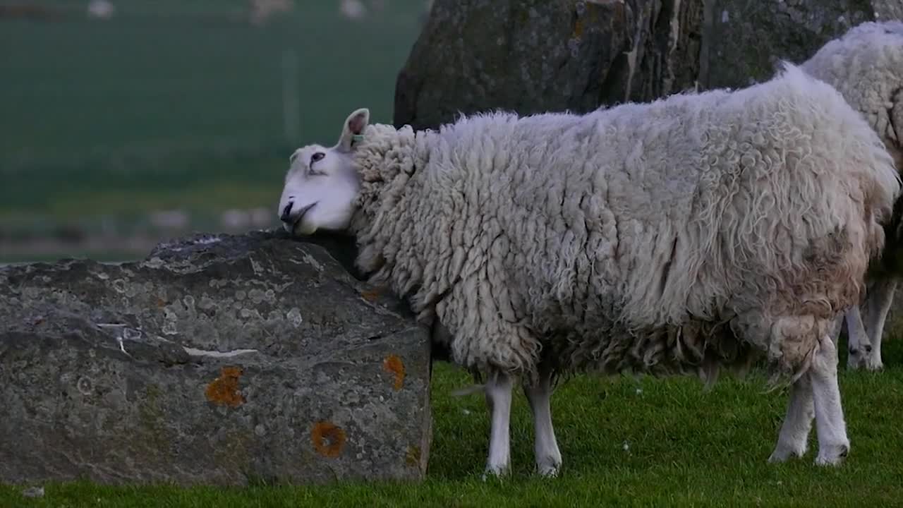 Someone helps the lamb to scratch its back