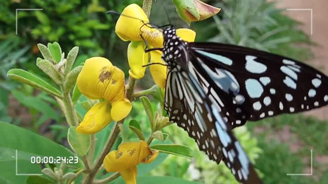 A butterfly playing with a flower