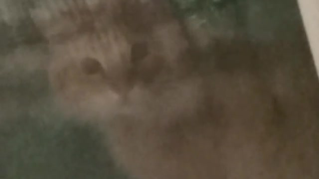 My cat looks at me through window