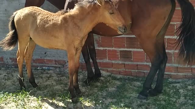 Potrinhos lindos