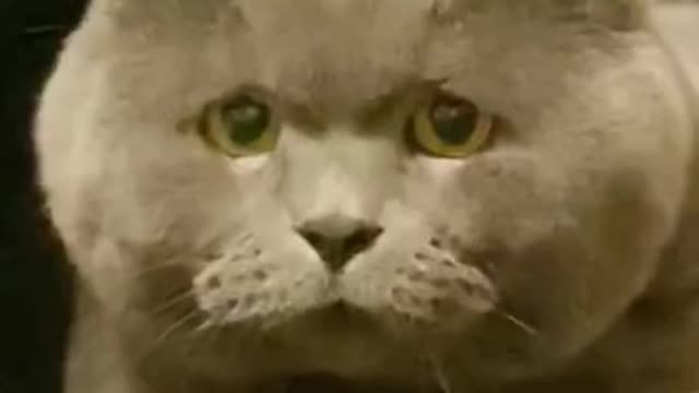 The Funniest Cat Videos on the Internet 🤣🐱