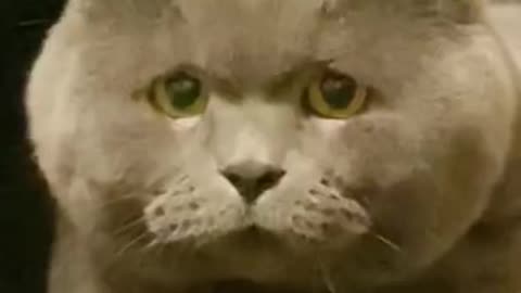 The Funniest Cat Videos on the Internet 🤣🐱