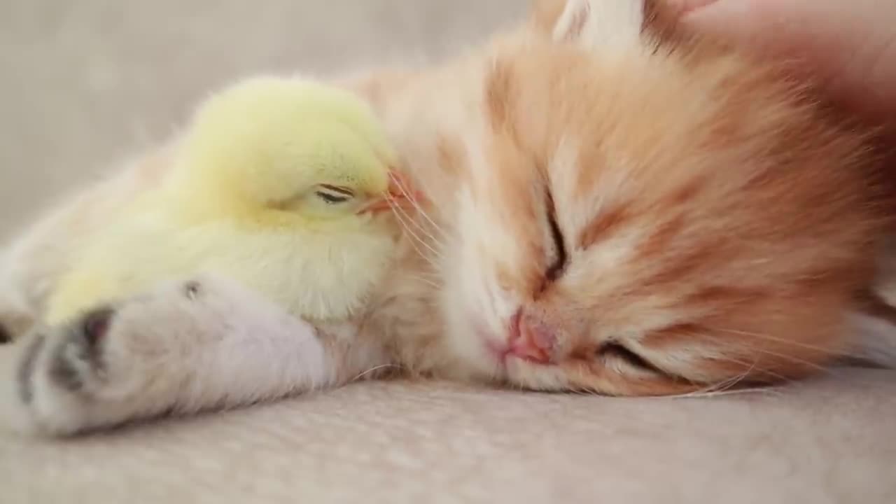 Cat and tinny chicken funny videos compilation- 07