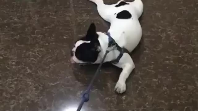 Puppy goes to the VET: funniest reaction