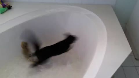 Alistair the cat falls in the tub