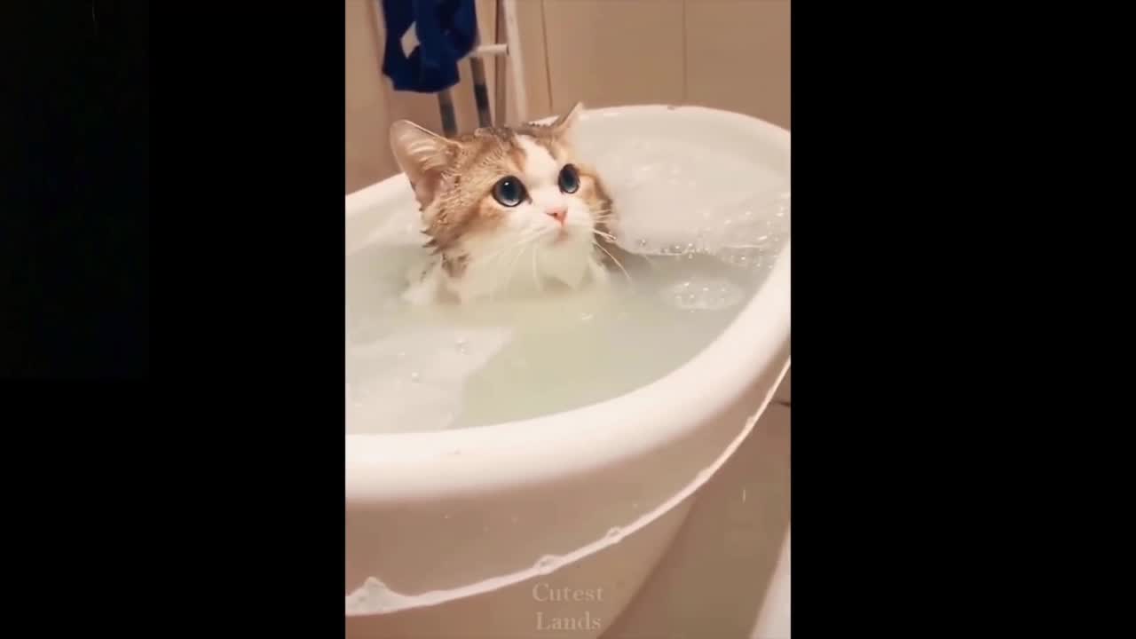 Cat Keeps Pushing Water Out of Its Tub!