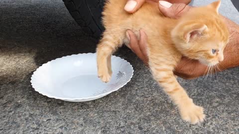 Funny Cats and Kittens - 👍 Best Funny Cats 😹 And Dogs