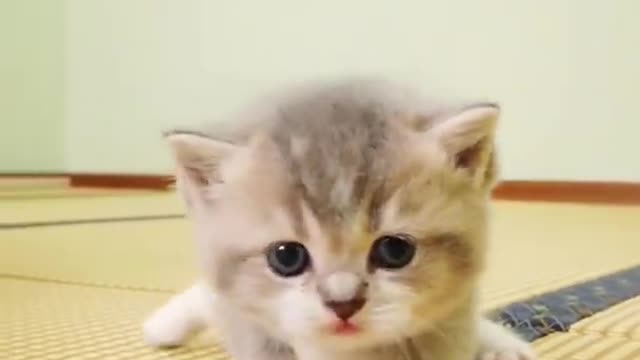 Cute cat
