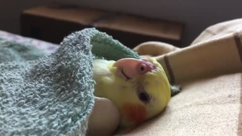 Funny Cute cockatiel sleeps on bed with blanket