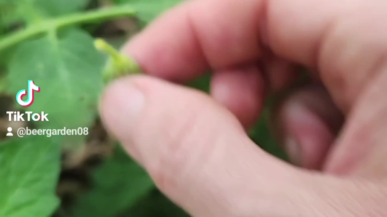 Why your flowers are dying off of the tomatoe plant