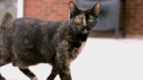 Cat walking on patio in backyard