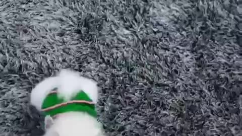 The smallest and most beautiful dog in the world that you will adore from a look