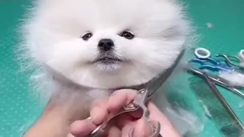 Dog Always Looks Unimpressed And Squashes His Face Against Objects In Adorable Videos
