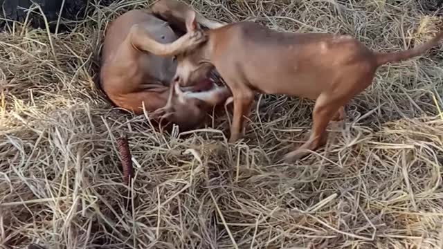 Dog funny fighting l funny dog s