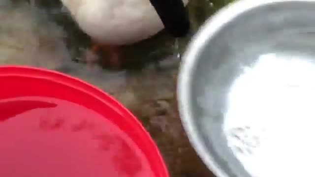 angry goose